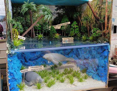 School Project Manatee Habitat | Ecosystems projects, Ecosystems diorama, Habitats projects