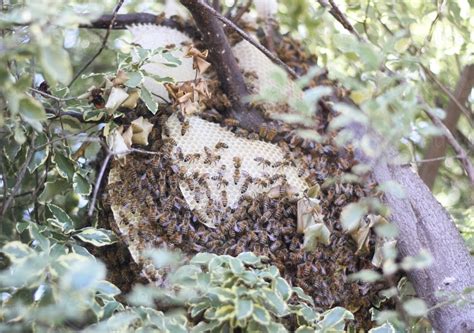 Image of Beehive - Austockphoto