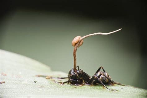 Zombie ants revisited | Earth | EarthSky