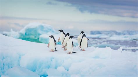 Adélie penguins in Antarctica - Bing Gallery