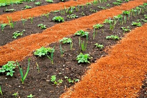 The Best Mulch For Vegetable Garden