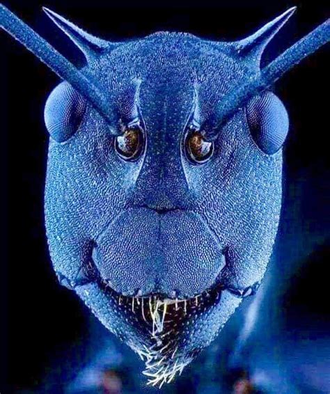 Ant face under microscope ⁦‪@InterestingSci1‬⁩ Twitter AGBIO WORLD | Electron microscope, Things ...