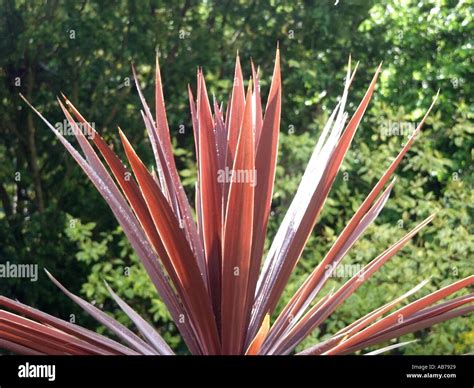 Essex spiky red leaves of evergreen Cordyline plant in domestic garden also known as a cabbage ...