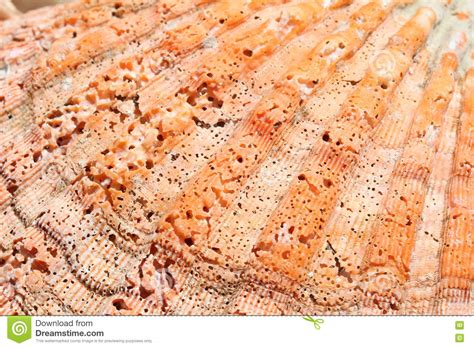 Seashell Texture stock photo. Image of coral, close, holes - 76585382