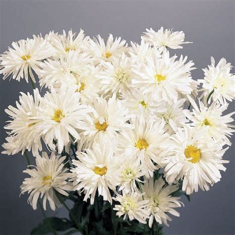 Shasta Daisy Seeds- 4 Shasta Daisies - Perennial Flower Seeds