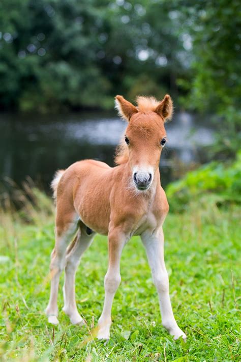 Pin on Miniature horses