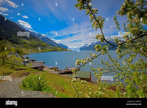 Hardangerfjord in Norway Stock Photo - Alamy