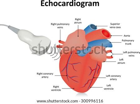 Echocardiogram Stock Images, Royalty-Free Images & Vectors | Shutterstock