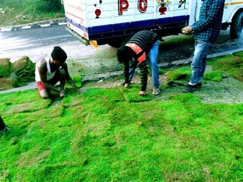 Rectangular Cricket Ground Natural Grass at Rs 4.5/sq ft in Barpeta | ID: 26711279433