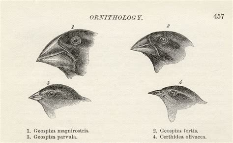 Finches With Beaks Adapted To Different Diets Observed By Charles Darwin In September-October ...