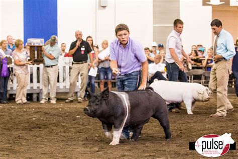 Illinois State Fair | Junior Market Hogs | The Pulse