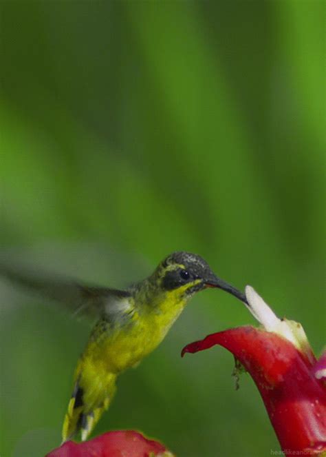 Hummingbird Enjoying Nectar Pictures, Photos, and Images for Facebook, Tumblr, Pinterest, and ...