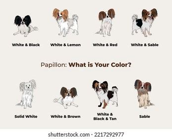 Papillon Colors Cute Dog Characters Various Stock Vector (Royalty Free ...