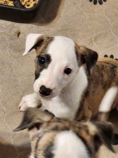 Whippet Puppies For Sale - AKC PuppyFinder