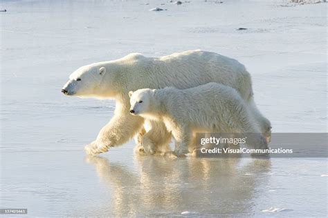 Polar Bear Mom And Cubs High-Res Stock Photo - Getty Images