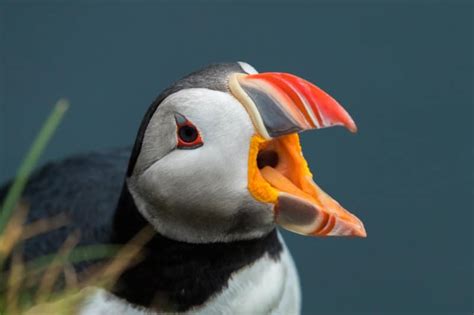 Puffins Watching In Iceland - The Cutest Bird Ever Seen In Iceland