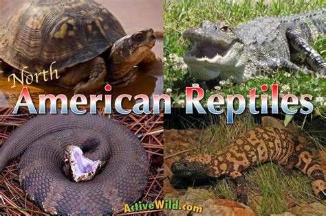 North American Reptiles List: Reptiles of the United States Pictures, Facts