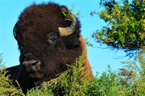 Wildlife Safari Park in Ashland........Todd Robbins on Nebraska Through ...