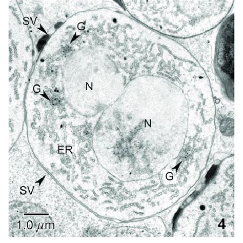 Early sporogony in Andreanna caspii n. gen., n. sp. Higher... | Download Scientific Diagram