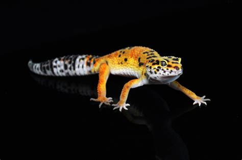 How big should a Leopard Gecko tank be? – BALL PYTHON BREEDER UK