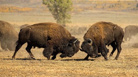 #Animal American Bison #Fight #Wildlife #1080P #wallpaper #hdwallpaper ...