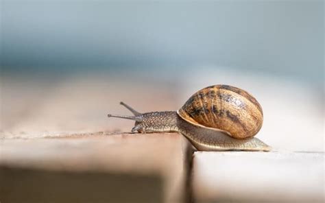 600 Unique Snail Names for Your Tiny Mollusk Friend - Name Doa