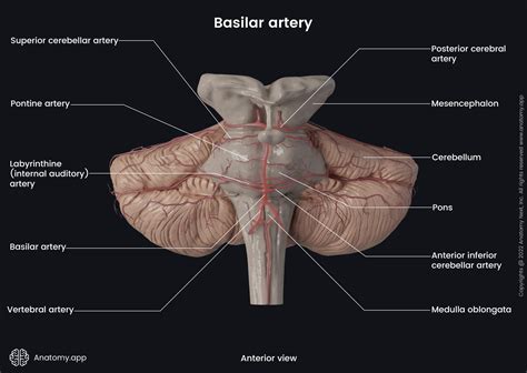 Posterior Inferior Cerebellar Artery Anatomy