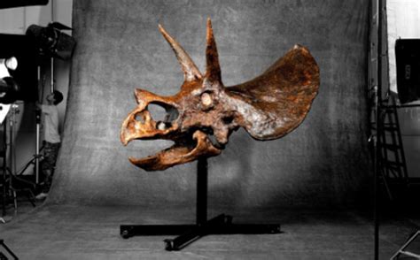 The world's largest dinosaur skull is auctioned