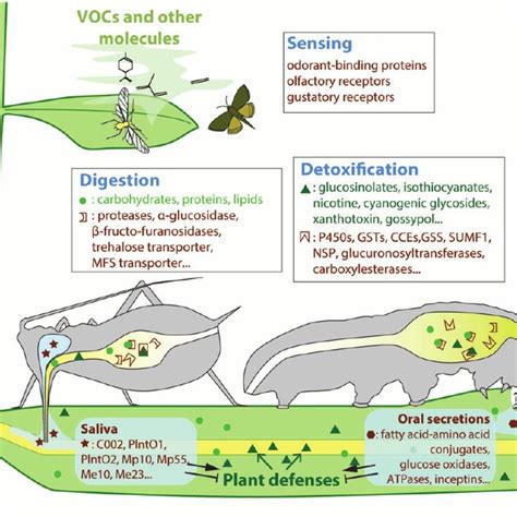 (PDF) Genomics of adaptation to host-plants in herbivorous insects