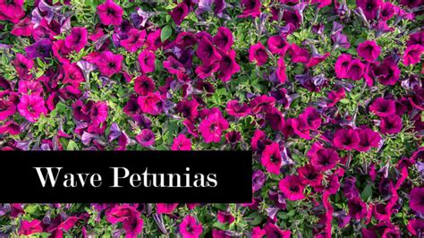 Wave Petunia Care: How to Grow and Care For Wave Petunia Plants