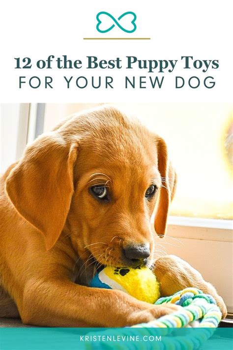 12 of the Best Puppy Toys for Your New Dog | Best toys for puppies, Best puppies, Best dog toys