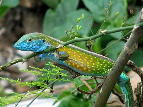 Eastern Racerunner Lizard wondering if the photographer is friendly. | Smithsonian Photo Contest ...