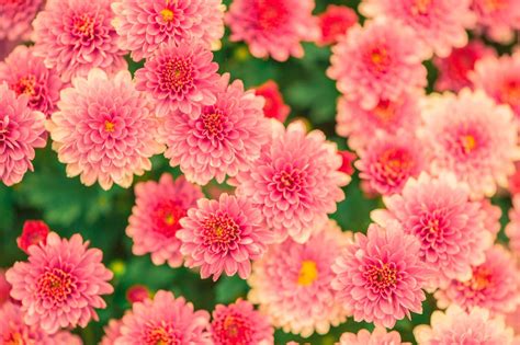 Pink and Yellow Petaled Flower Photo · Free Stock Photo