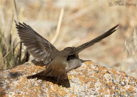 Hermit Thrush Acting Weird And A Possible Explanation – Feathered ...