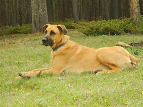 Anatolian Mastiff Pictures