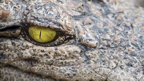 Crocodile eyes are fine-tuned for lurking - BBC News