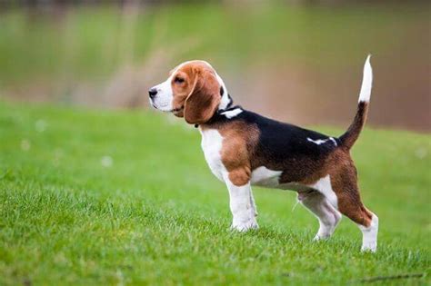 Las 5 particularidades que no sabías de los perros beagle | Mascotafiel