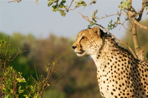 Pilanesberg Wildlife Safari DAY TOUR | Affordable Deals - Book Self-Catering or Bed and ...