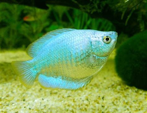 Powder Blue Dwarf Gourami Fish | Arizona Aquatic Gardens