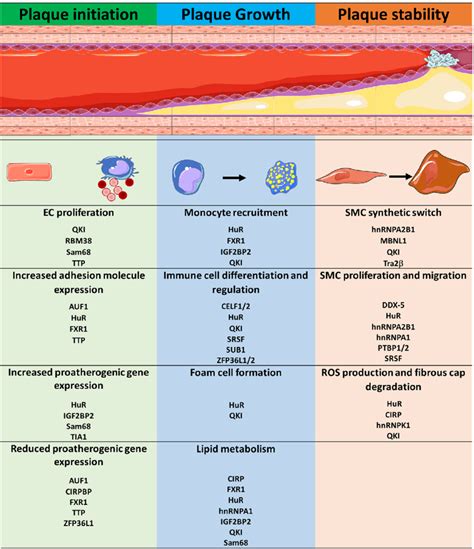 RNA binding proteins in atheroprogression. RNA binding proteins (RBPs)... | Download Scientific ...