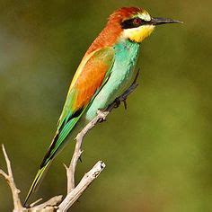 European Bee Eater Bagram, Afghanistan 2010 Linnaeus, Fynbos, Bee Eater ...