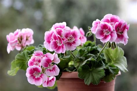 Geranium Plant Information