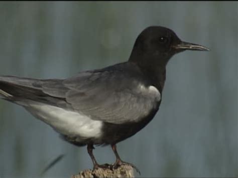 Black Tern Symbolism - Wild Bird Buzz