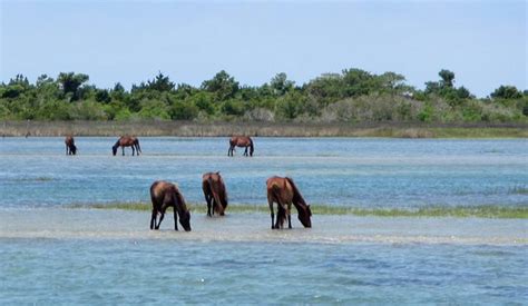 Cedar Island National Wildlife Refuge (Beaufort) - 2021 All You Need to Know BEFORE You Go ...