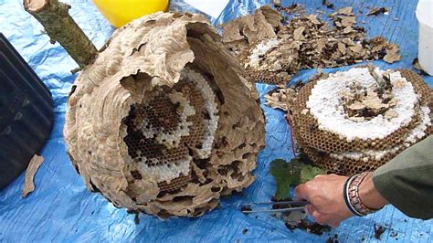 The Asian hornet nest which wouldn't lay down and die... - SOMERSET ...