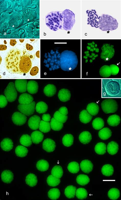 Bicellular primary spermatocyte (a–f) and goniablast (f, g, h, arrow ...