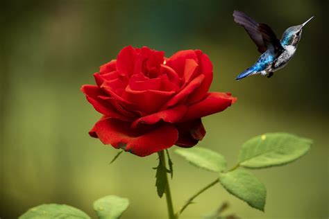 Do Hummingbirds Like Roses? The Long-Awaited Truth About These 2 ...