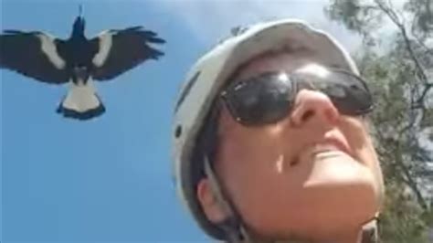 Magpie Attacks Cyclist in Australia - Videos from The Weather Channel