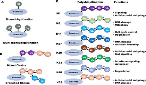 Various types of ubiquitin linkage and related functions. A Schematic... | Download Scientific ...