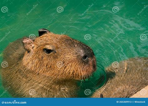 Closeup View of a Capybara in a Swimming Pool Stock Image - Image of outdoor, closeup: 265369913